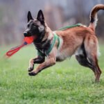 Bola Interativa com Corda para Cão – Brinquedo de Morder e Treino - Image 10